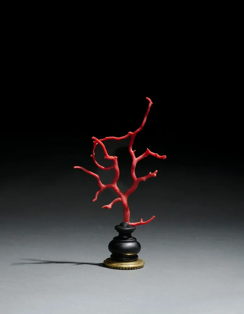 Decorative objects - Coral on a base - cabinet of curiosities - METAMORPHOSES