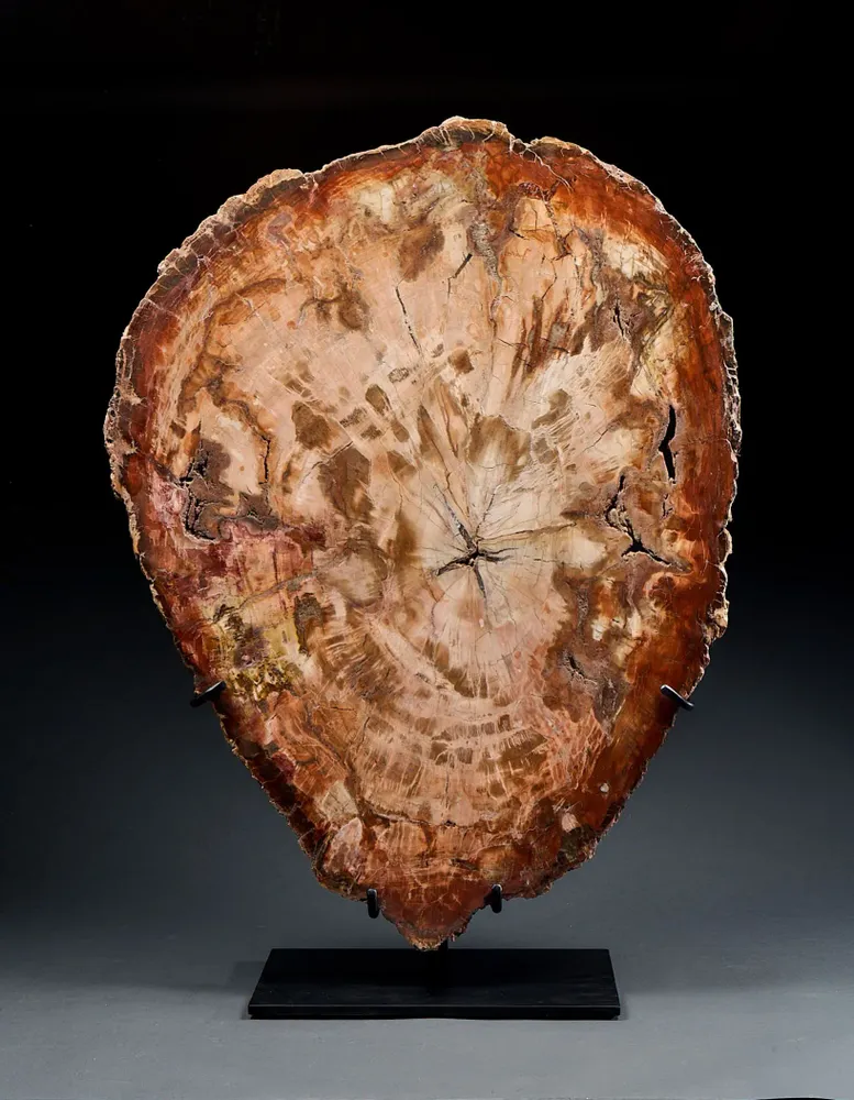 Decorative objects - Petrified wood slices and logs - Cabinet of curiosities - METAMORPHOSES