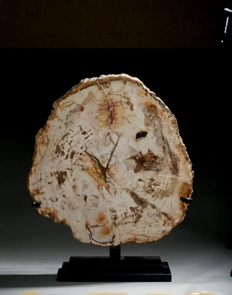 Decorative objects - Petrified wood slices and logs - Cabinet of curiosities - METAMORPHOSES