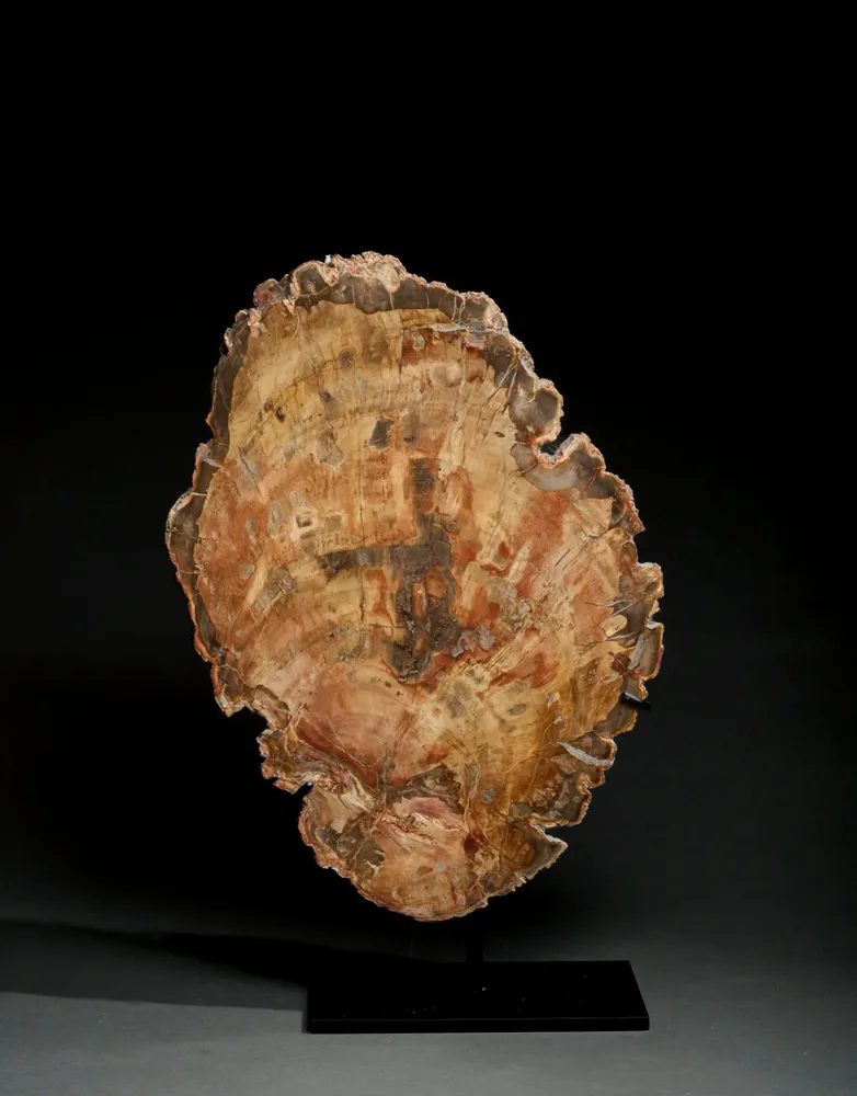 Decorative objects - Petrified wood slices and logs - Cabinet of curiosities - METAMORPHOSES