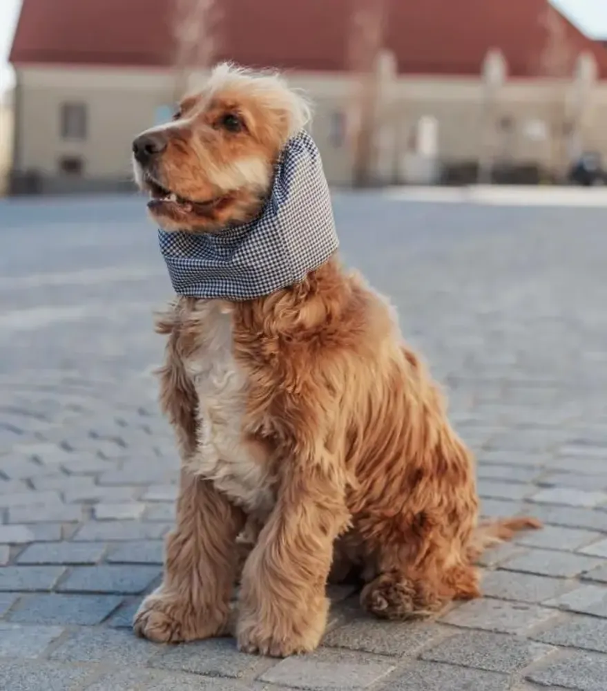 Pet accessories - Dog Snood - WATERPROOF - LOU AND CO