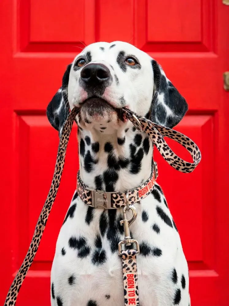 Tapis sur-mesure - ACCESSOIRES POUR ANIMAUX DE COMPAGNIE - FISURA