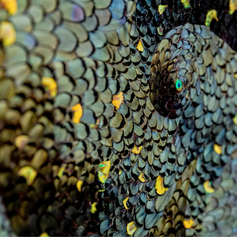 Pièces uniques - Oeuvre murale en plumes - MÉRI-LI