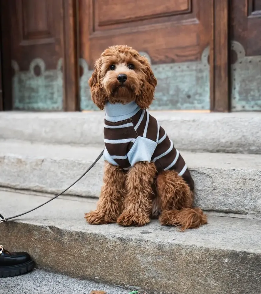 Pet accessories - DOG SWEATER - LOU AND CO