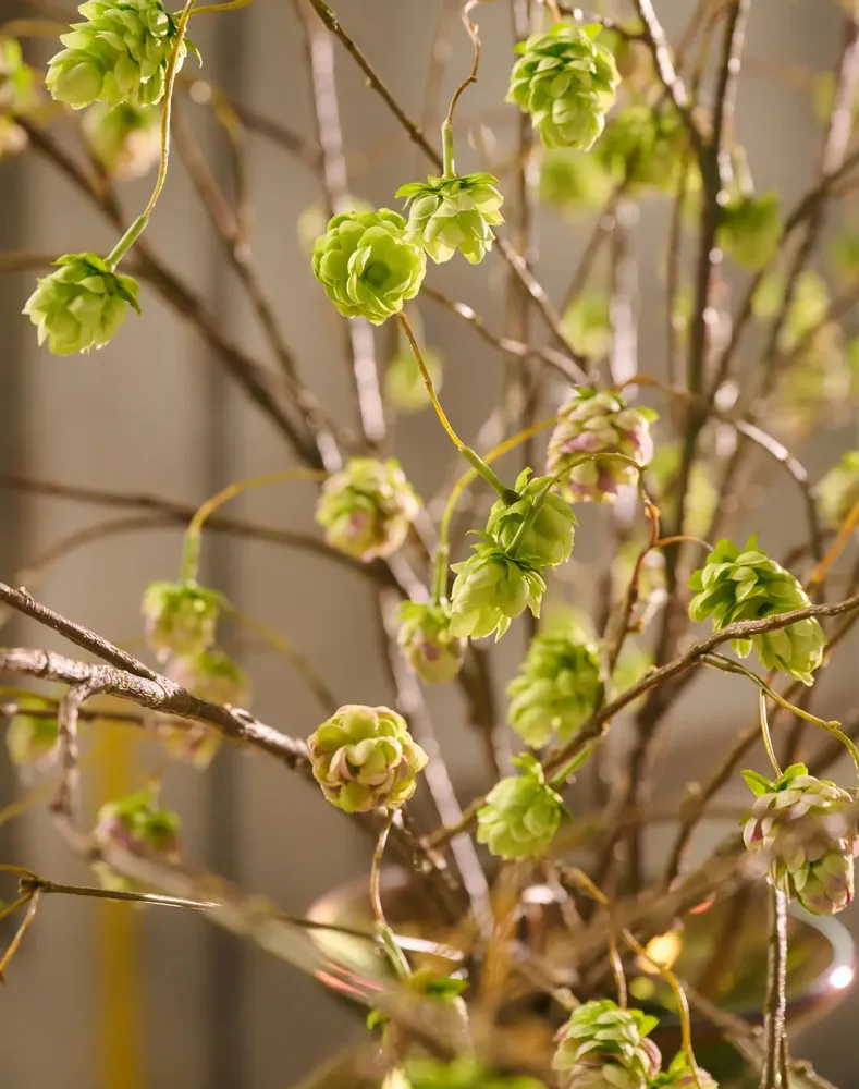Décorations florales - Bouquet de branches de houblon en soie artificielle, naturel et intemp - SILK-KA BV