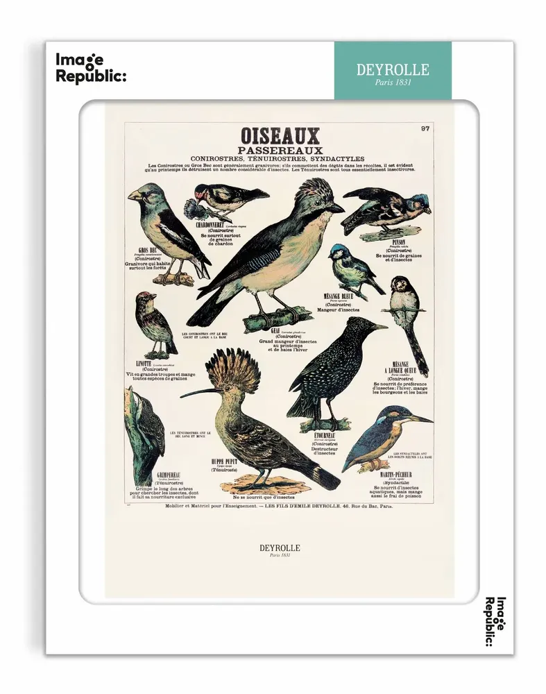 Poster - DEYROLLE - IMAGE REPUBLIC