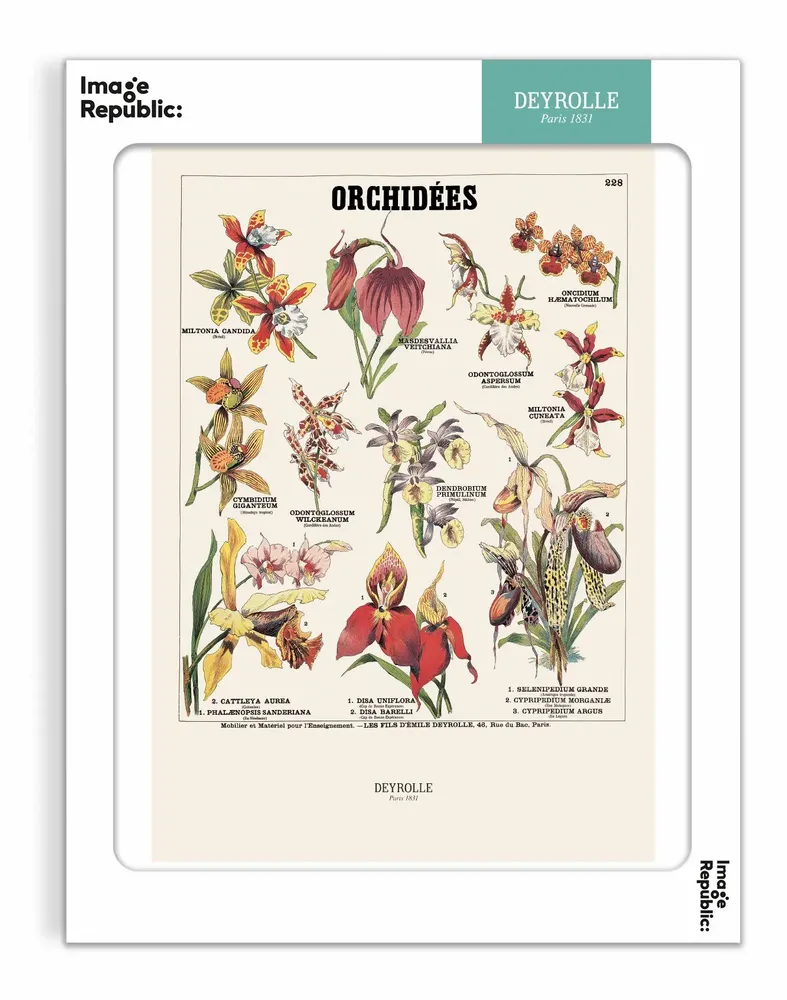 Poster - DEYROLLE - IMAGE REPUBLIC