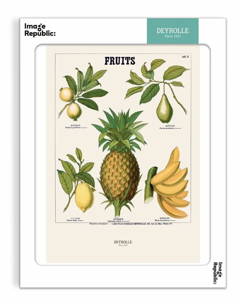 Poster - DEYROLLE - IMAGE REPUBLIC