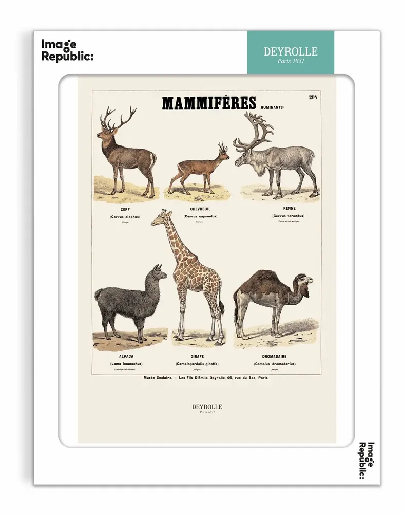 Poster - DEYROLLE - IMAGE REPUBLIC