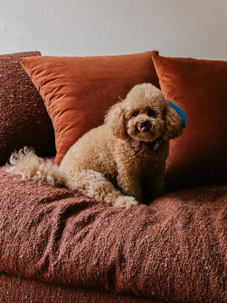 Canapés - Canapé Togo - VONS