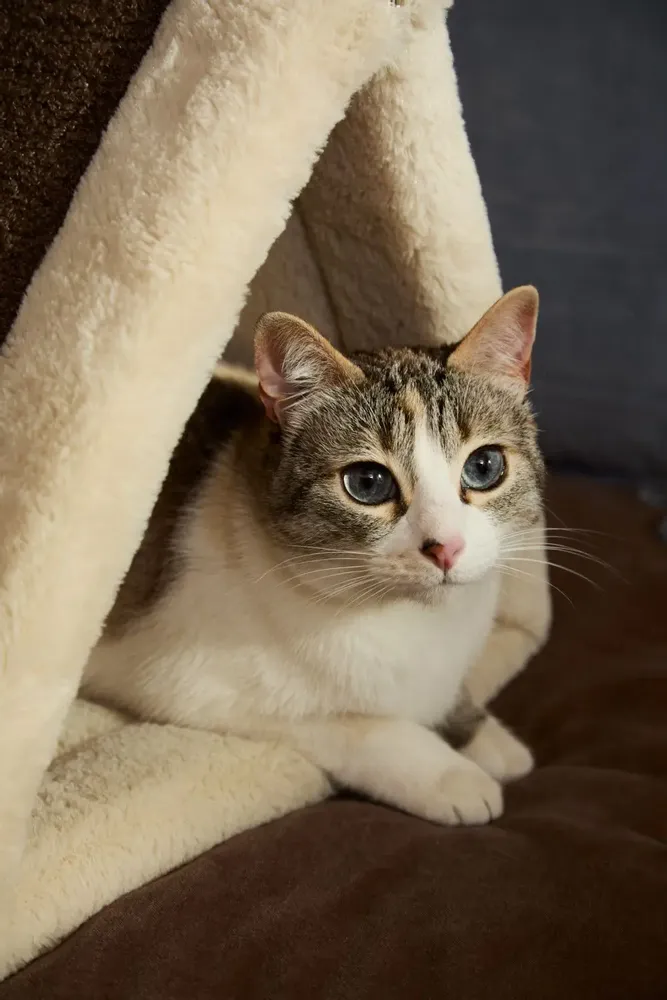 Tissus - TAICO - CALMA HOUSE