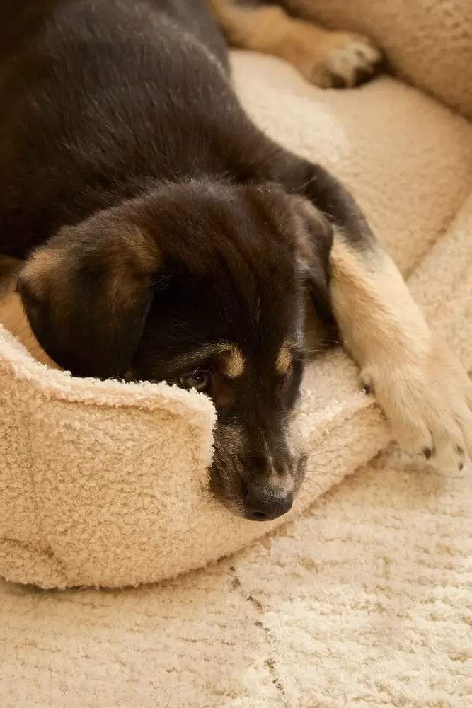 Tissus - TAICO - CALMA HOUSE