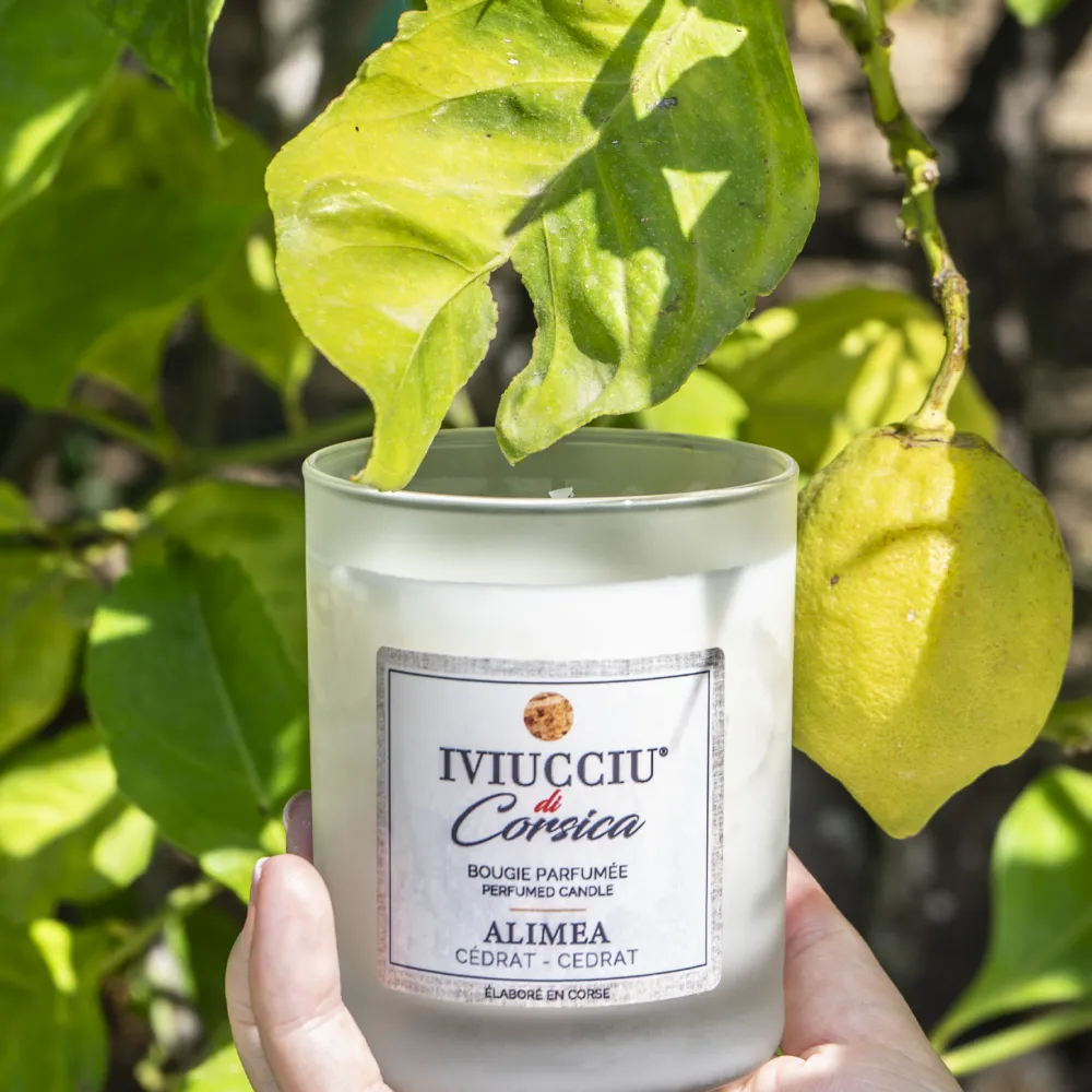 Bougies - Bougie Cédrat - IVIUCCIU DI CORSICA