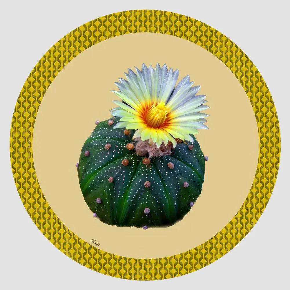 Table mat - Bottle coaster - Cactus Sottobottiglia Rotondo - #01 - FURIA LIVING