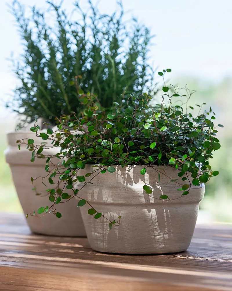 Céramique - Bowl Santiago - GOMMAIRE