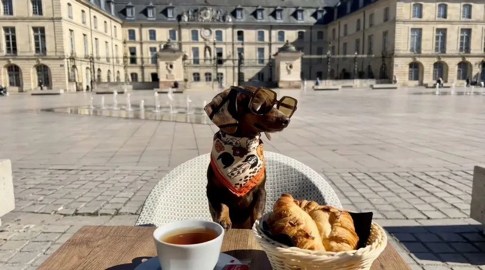 Pet accessories - My Dog Is The Best Cotton Scarf - UN POCO