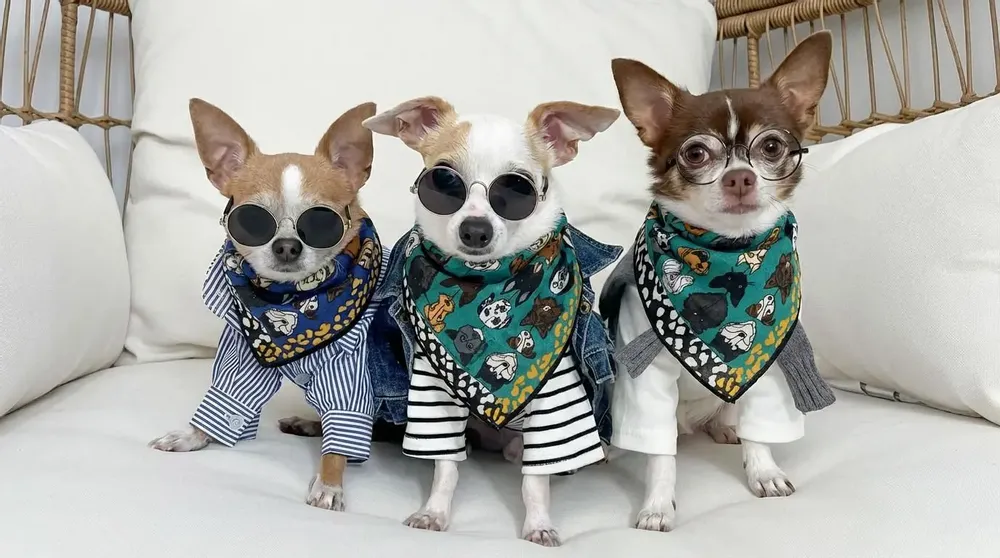 Scarves - My Dog Is The Best Cotton Scarf Purple - UN POCO