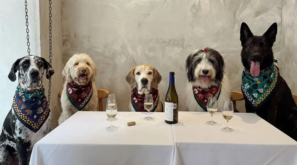 Scarves - My Dog Is The Best Cotton Scarf Purple - UN POCO