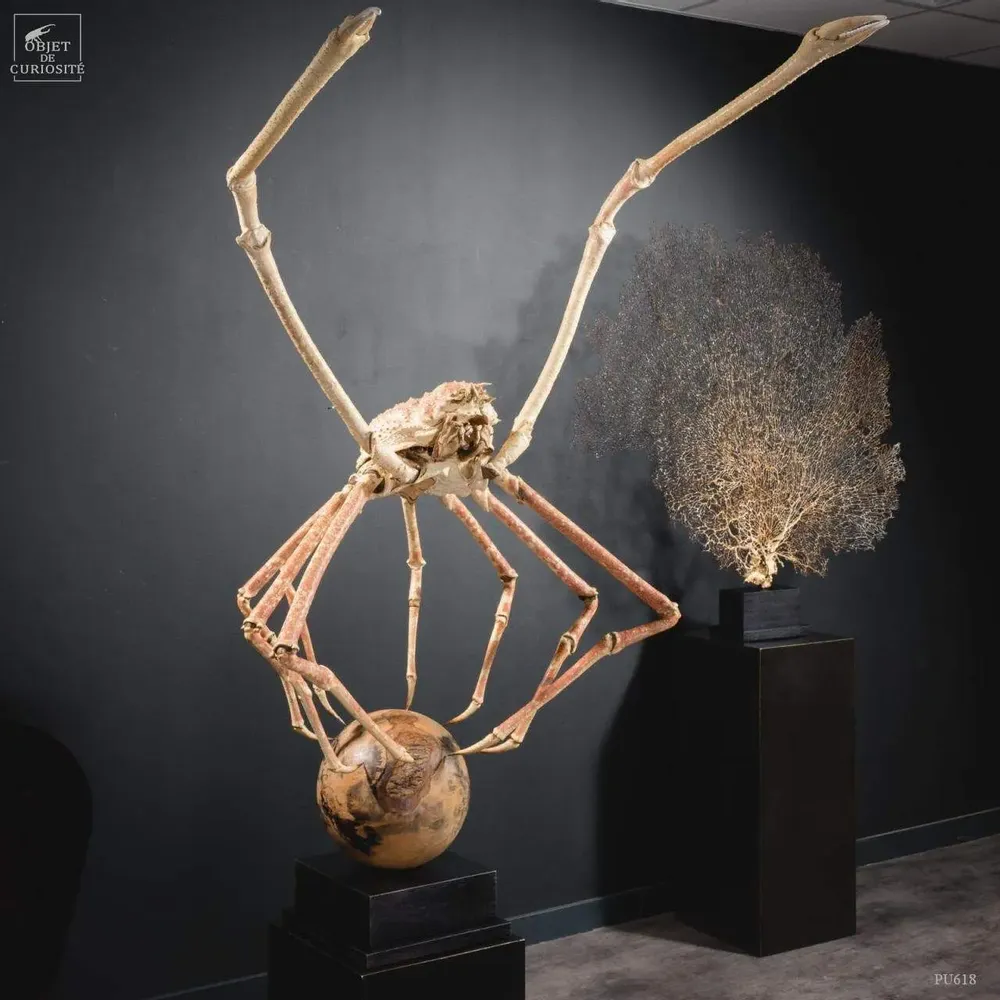 Decorative objects - Our collection of exceptional pieces - OBJET DE CURIOSITÉ