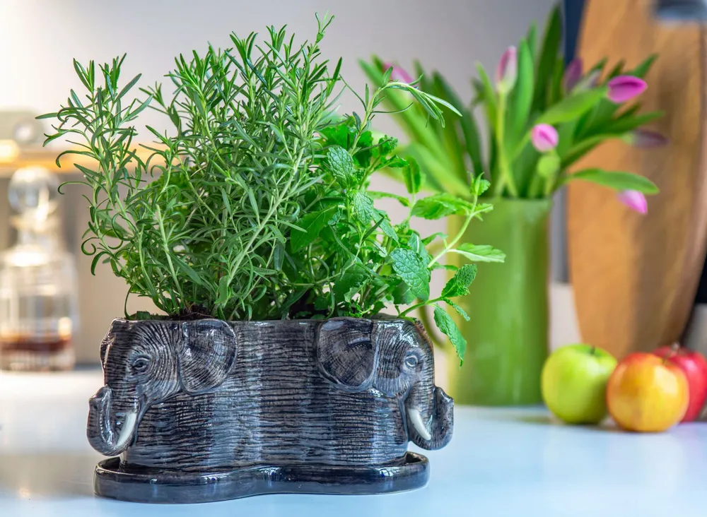 Vases - Tri-jardinière - QUAIL DESIGNS EUROPE BV