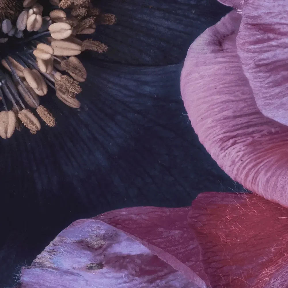 Tapisseries - Papier peint panoramique Novalis - LE PAPIERS DE NINON