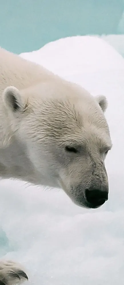 Tapestries - Panoramic Wallpaper Ice Floe - LE PAPIERS DE NINON