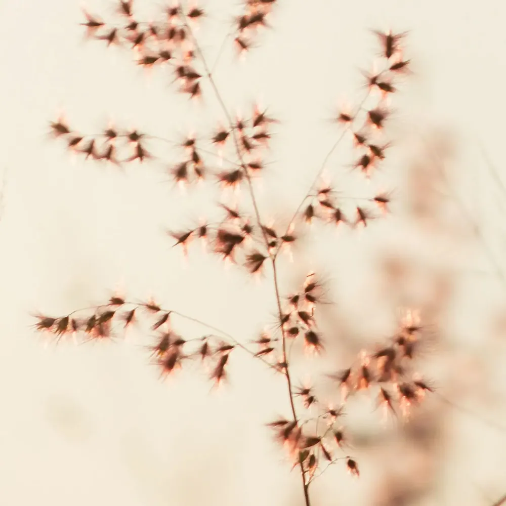 Tapisseries - Papier peint panoramique Pampa - LE PAPIERS DE NINON