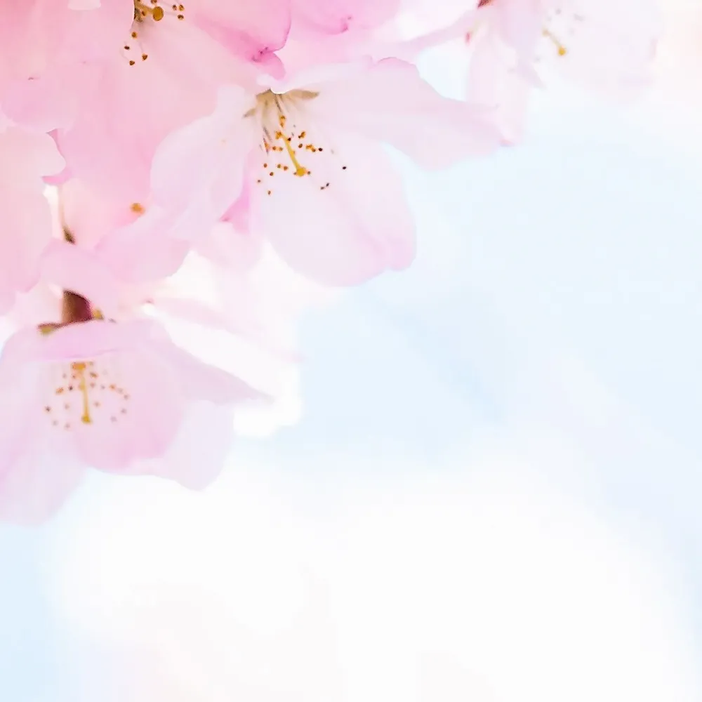 Tapisseries - Papier peint panoramique Blossom - LE PAPIERS DE NINON