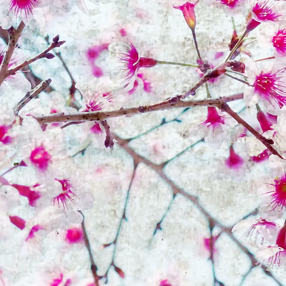 Tapisseries - Papier peint panoramique Bloom - LE PAPIERS DE NINON