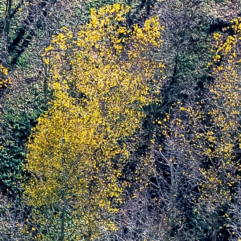Tapisseries - Papier peint panoramique Peupleraie - LE PAPIERS DE NINON