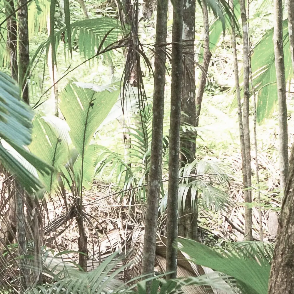 Tapestries - Jungle Trek panoramic wallpaper - LE PAPIERS DE NINON