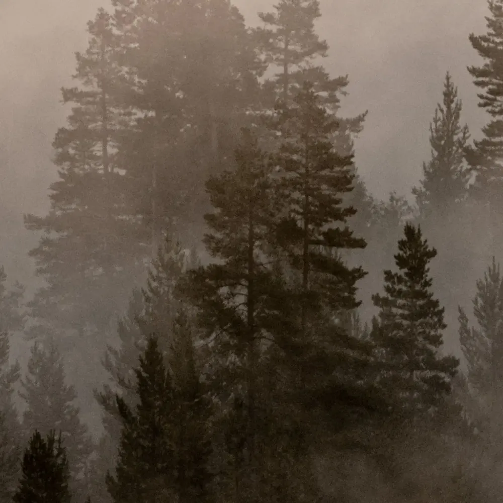 Tapestries - Mistery Lake panoramic wallpaper - LE PAPIERS DE NINON