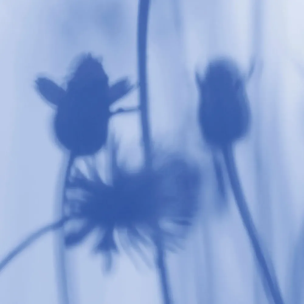 Tapisseries - Papier peint panoramique Le Chant Des Pavots - LE PAPIERS DE NINON