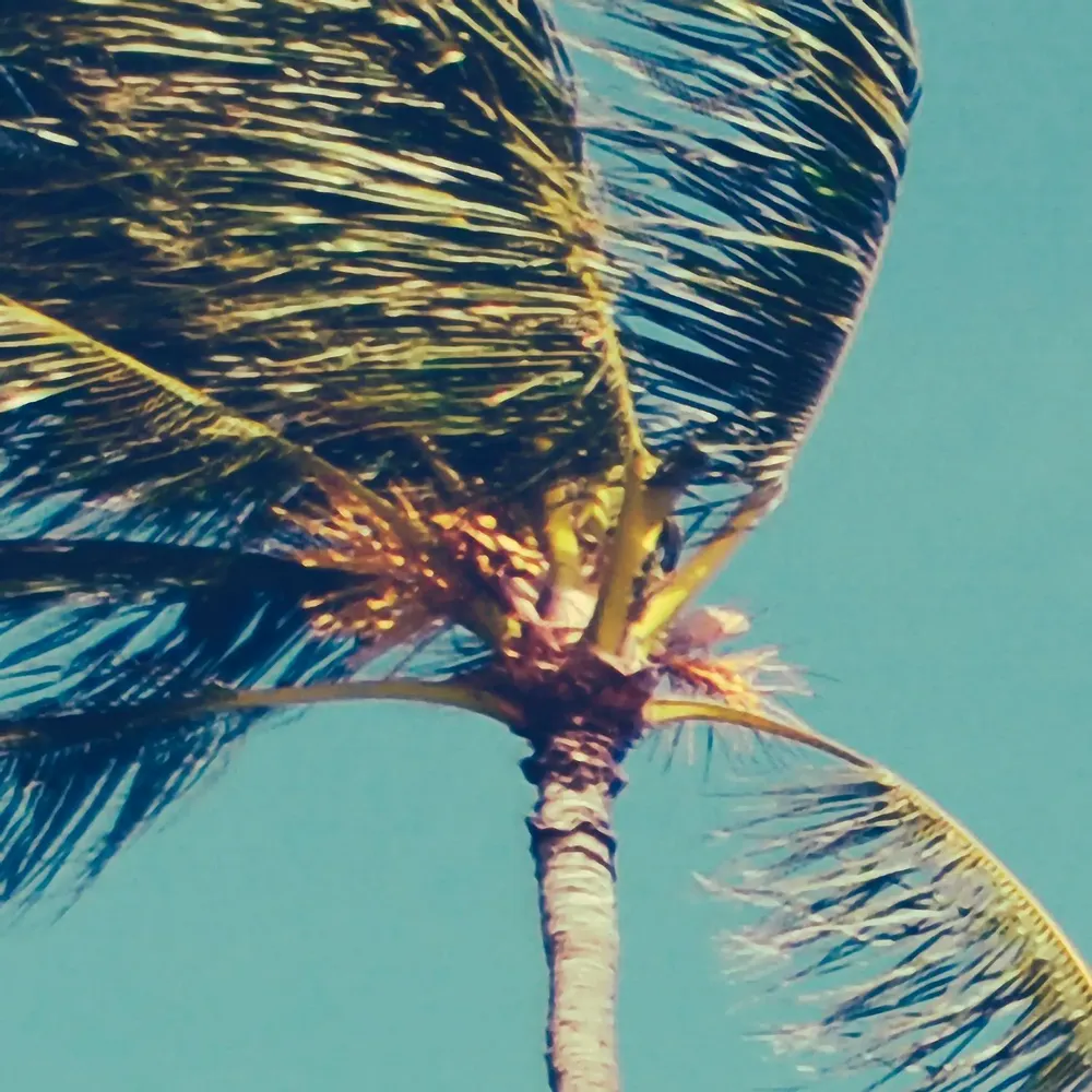 Tapisseries - Papier peint panoramique California - LE PAPIERS DE NINON