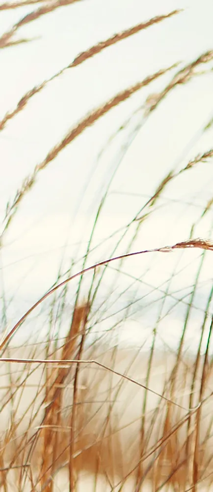 Tapisseries - Papier peint panoramique Dune - LE PAPIERS DE NINON