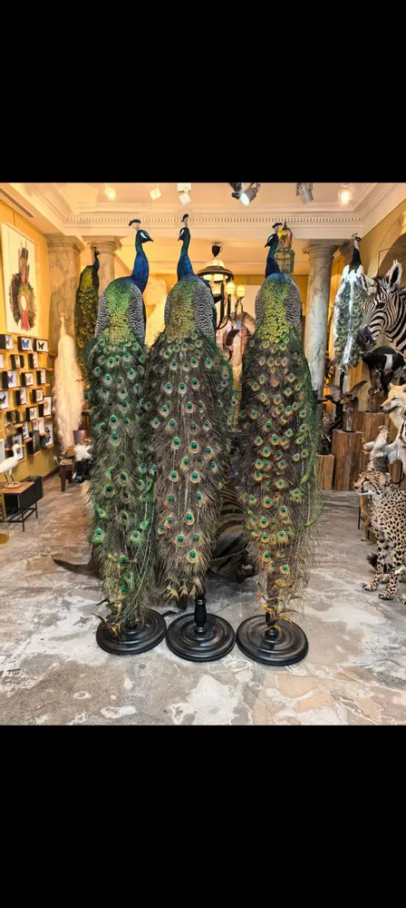 Pièces uniques - Sculpture Paon bleu - DESIGN & NATURE