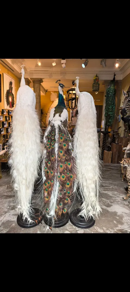 Pièces uniques - Sculpture Paon bleu - DESIGN & NATURE