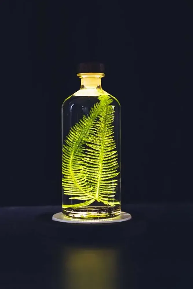 Gifts - Theophile's Herbarium — Monstera XL - Plant immersed in a bottle - THEOPHILE BERTHON