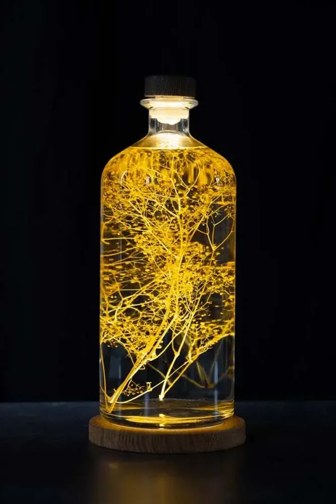 Gifts - Theophile's Herbarium — Monstera XL - Plant immersed in a bottle - THEOPHILE BERTHON