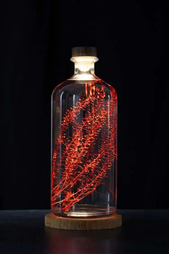 Gifts - Theophile's Herbarium — Monstera XL - Plant immersed in a bottle - THEOPHILE BERTHON