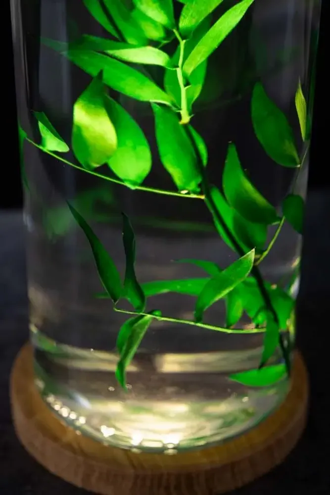 Gifts - Theophile's Herbarium — Monstera XL - Plant immersed in a bottle - THEOPHILE BERTHON