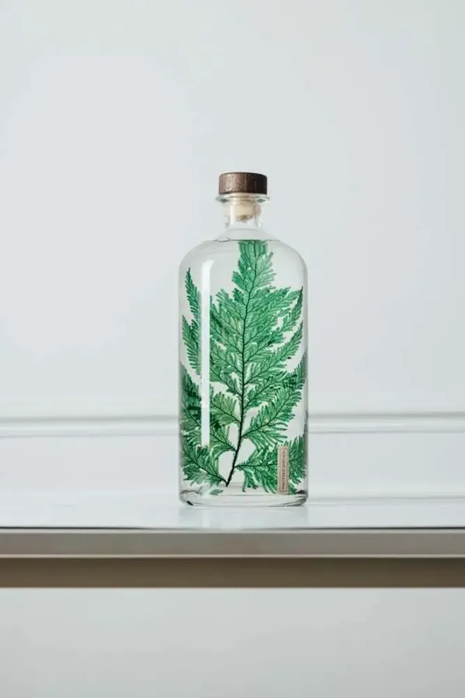 Gifts - Theophile's Herbarium — Monstera XL - Plant immersed in a bottle - THEOPHILE BERTHON