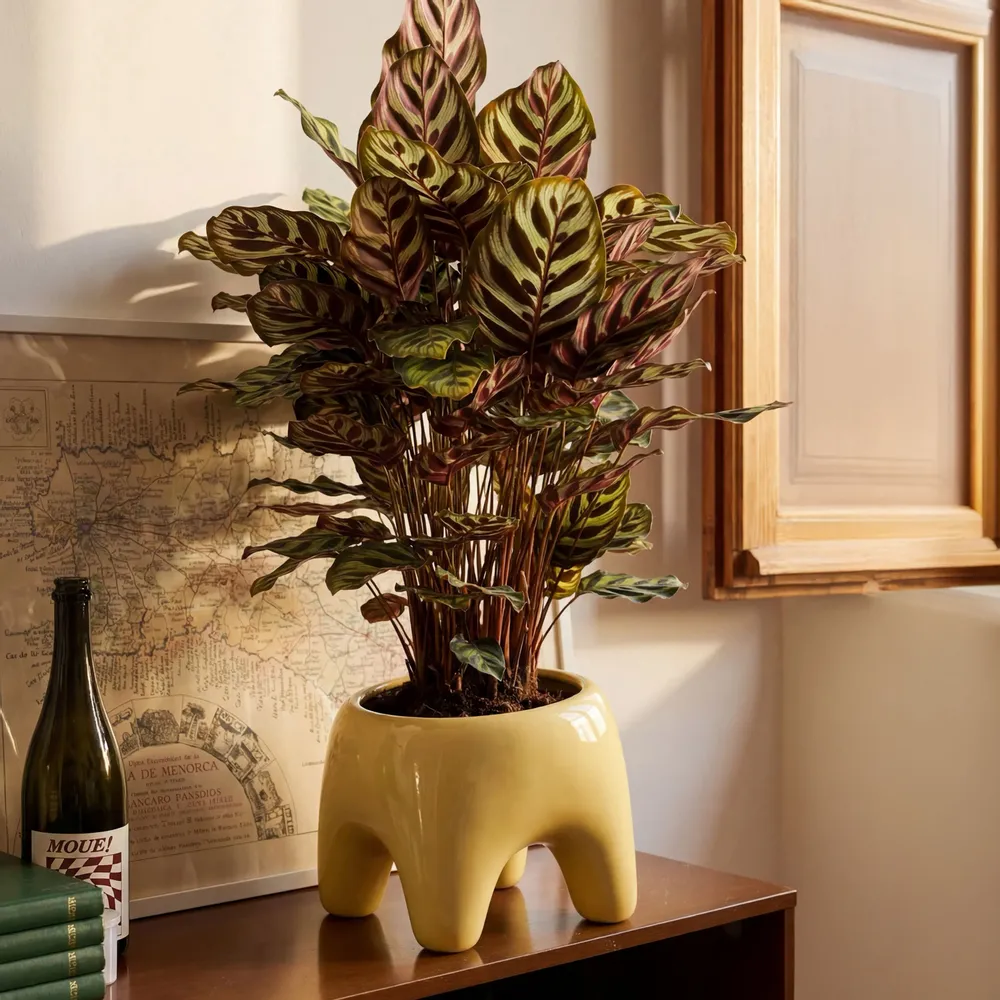 Pots de fleurs - Cache-pot BUDDY – Butter - BIBAH