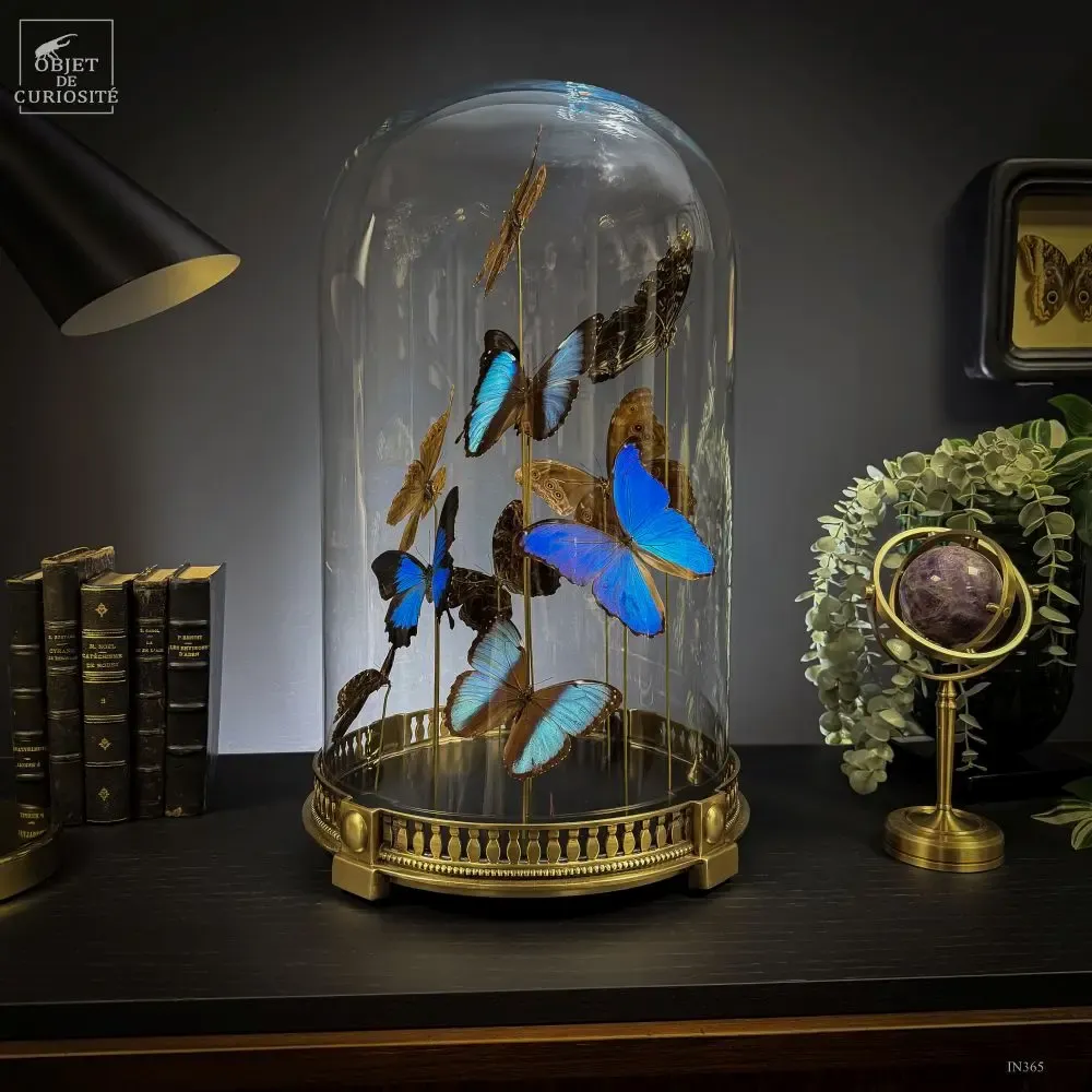 Objets personnalisables - Notre collection de papillons. - OBJET DE CURIOSITÉ