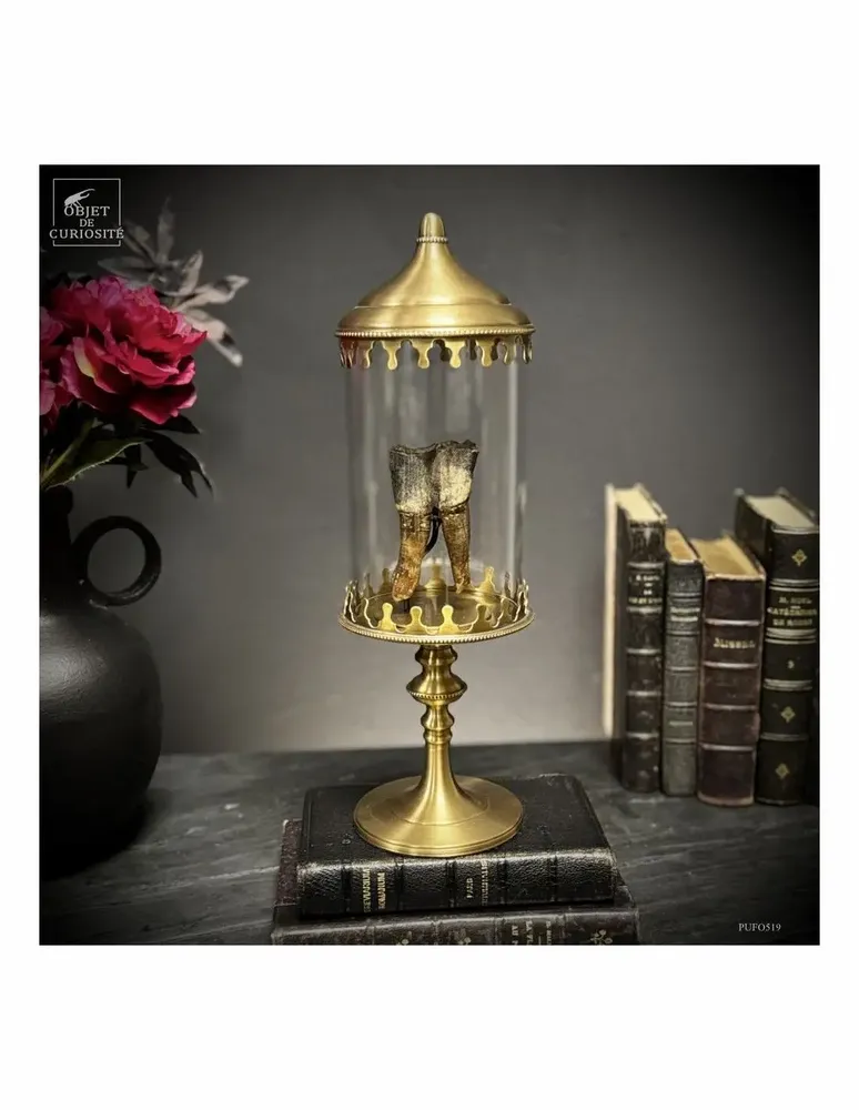 Objets de décoration - Notre collection de fossiles. - OBJET DE CURIOSITÉ