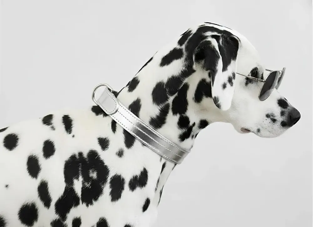 Cadeaux - Collier Churchill. - collier pour chien - argenté - BY CHURCHILL.®