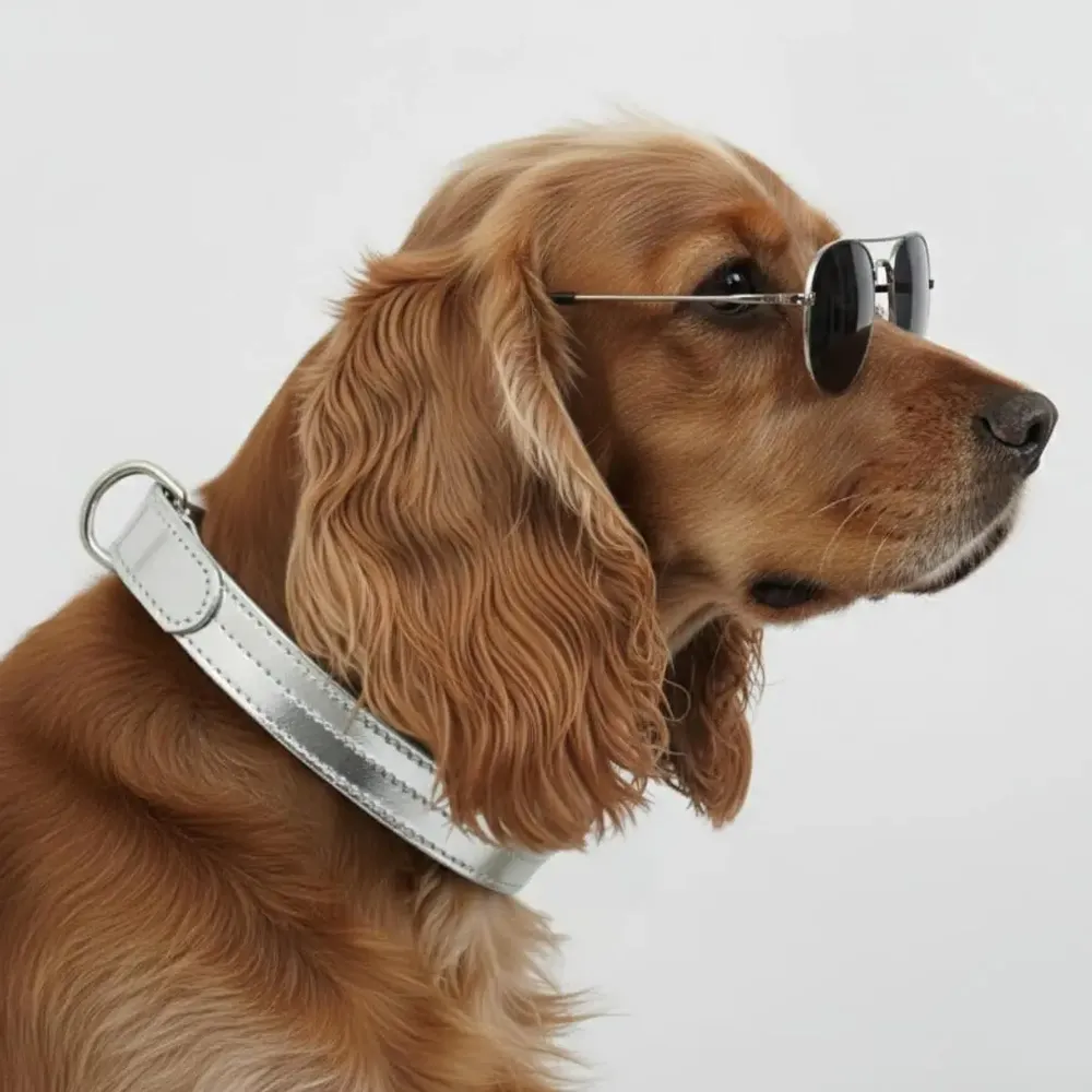 Cadeaux - Collier Churchill. - collier pour chien - argenté - BY CHURCHILL.®