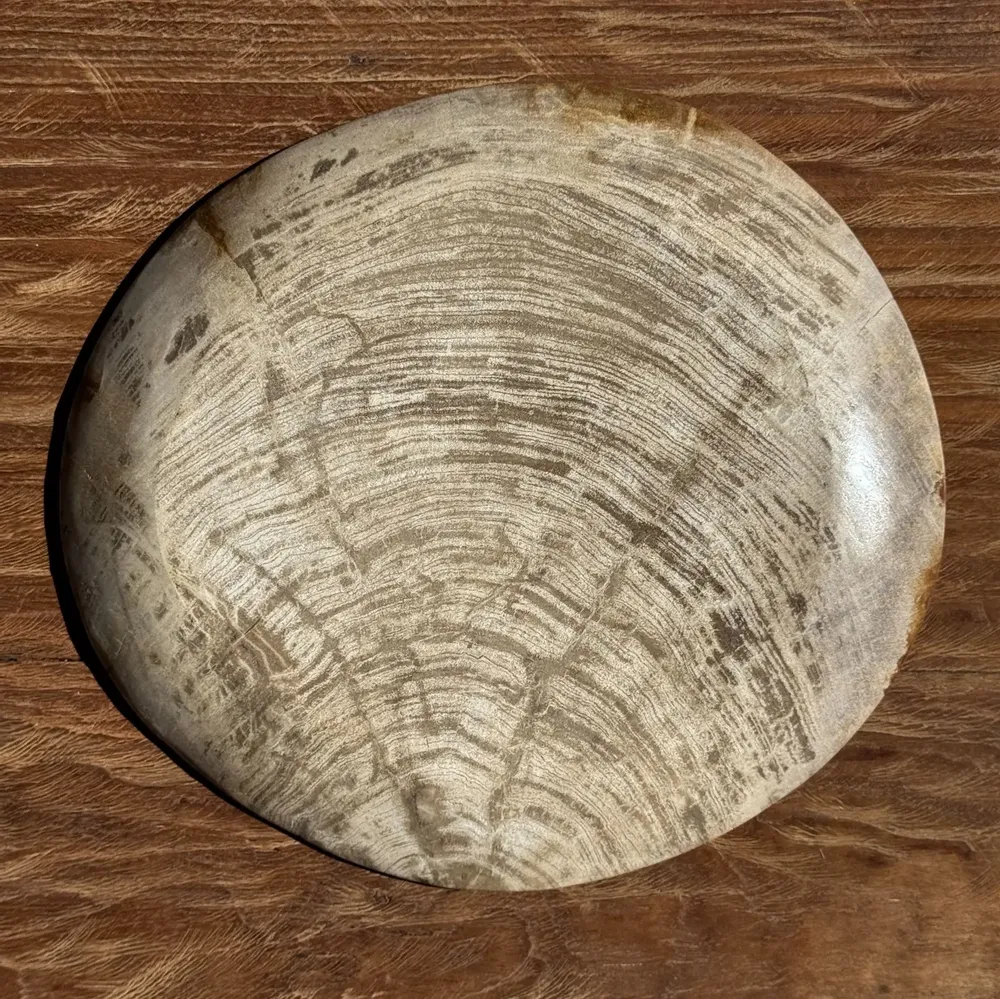 Unique pieces - Empty pouch or dish in light gray petrified wood with rings D27x25 -33 - OFFICE OBJETS