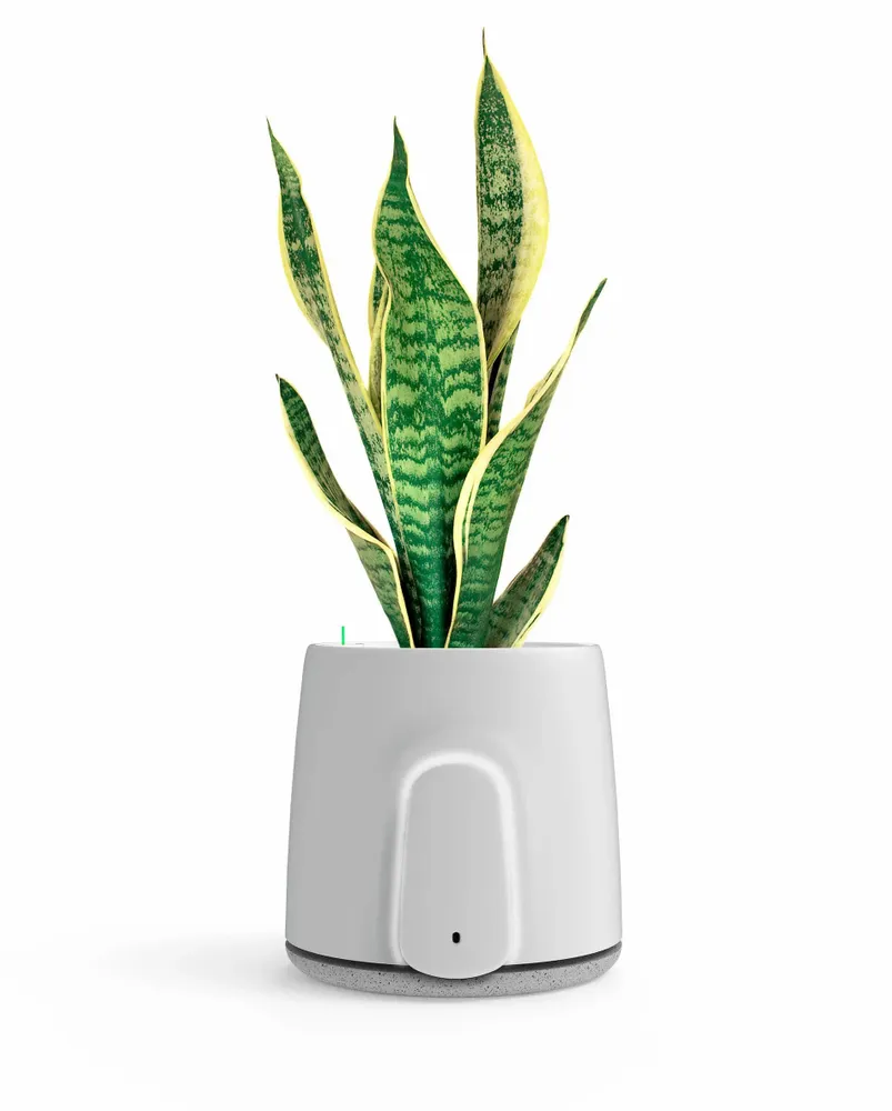 Petit électroménager - Vitesy Natede Smart - VITESY