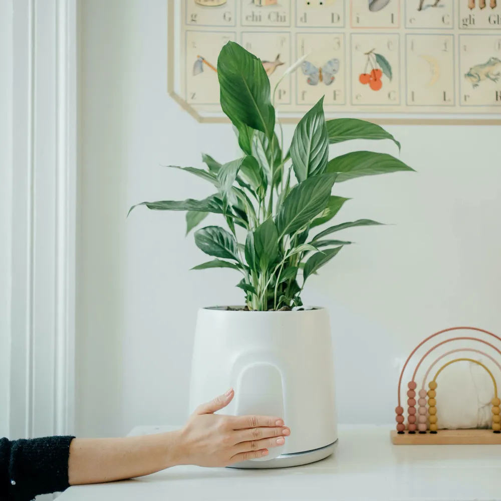 Petit électroménager - Vitesy Natede Smart - VITESY